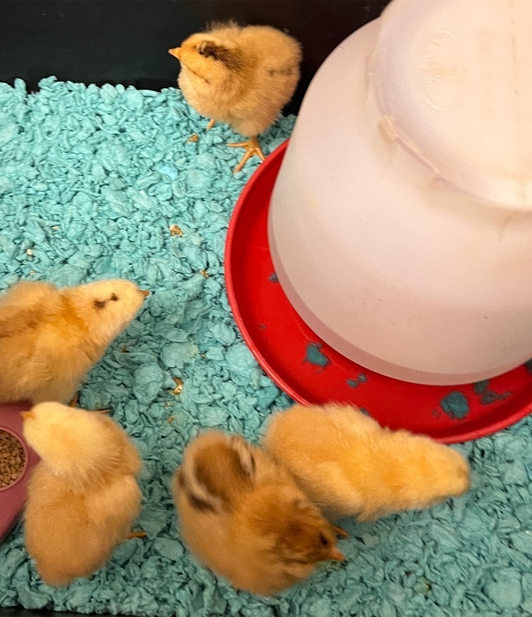 chicks